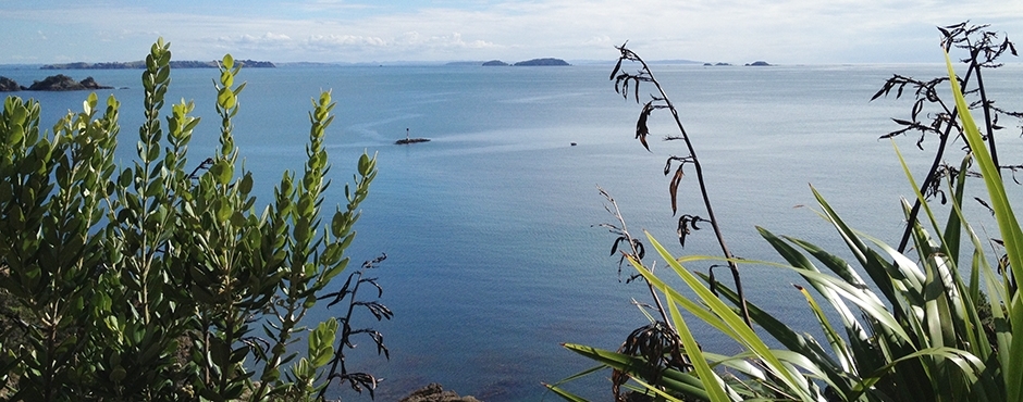 Sea Flax Pohut Image